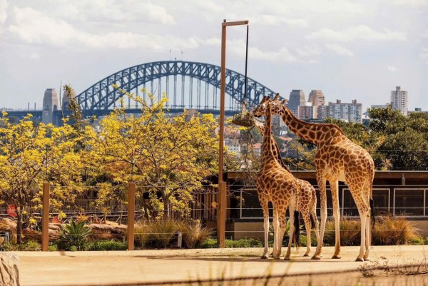 TOUR DU LỊCH ÚC TỪ HÀ NỘI TP HỒ CHÍ MINH MELBOURNE CANBERRA SYDNEY BAY THẲNG 7 NGÀY 6 ĐÊM ĐẶC BIỆT TẶNG 1 BỮA SUNSET DINNER CRUISE TRÊN VỊNH JACKSON