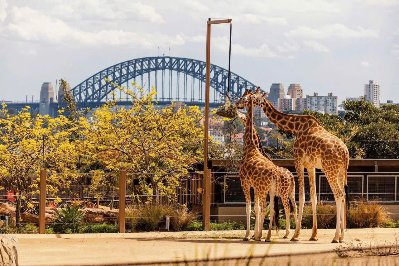 TOUR DU LỊCH ÚC TỪ HÀ NỘI TP HỒ CHÍ MINH MELBOURNE CANBERRA SYDNEY BAY THẲNG 7 NGÀY 6 ĐÊM ĐẶC BIỆT TẶNG 1 BỮA SUNSET DINNER CRUISE TRÊN VỊNH JACKSON